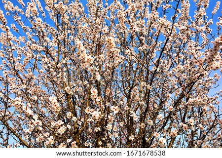 tree in blossom in spring