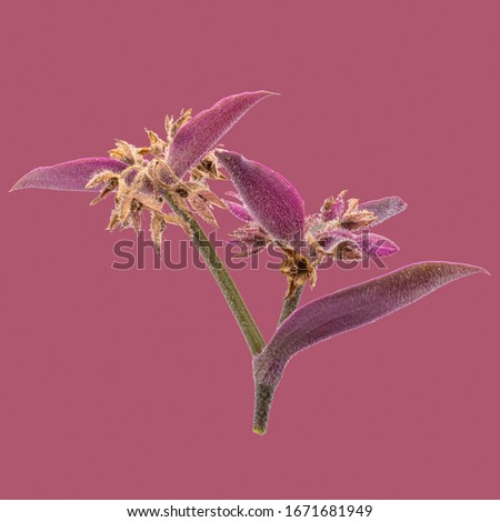 fine art of flowers and leaves photo