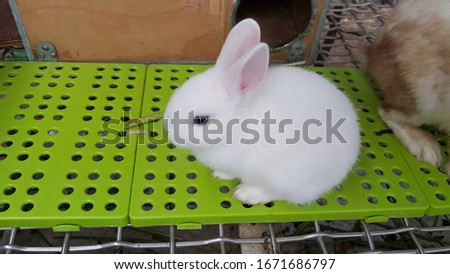 White baby rabbit picture. Animals