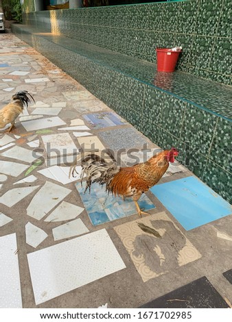 Chickens and dogs are walking on the used tiled walkway.