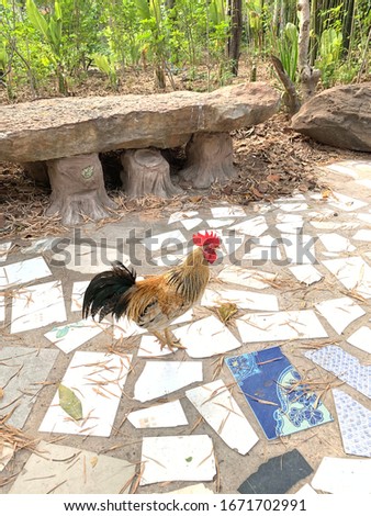 Chickens and dogs are walking on the used tiled walkway.