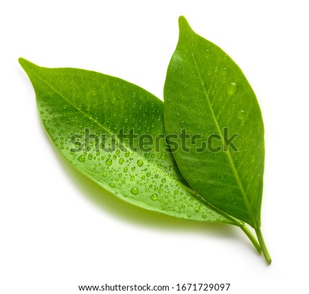 wet green leaves isolated on white background, top view Royalty-Free Stock Photo #1671729097