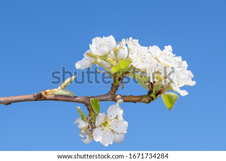 The cultivated pear - Pyrus communis, is a plant that belongs to the pome family (Pyrinae) from the rose family (Rosaceae).  Royalty-Free Stock Photo #1671734284