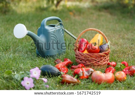 Just picked zucchini, eggplant, tomato and bell pepper with flowerss and wicker basket, rake and watering can on green grass. Just harvested vegetables. Shallow depth of field.