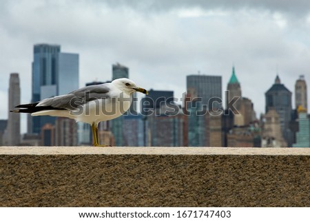 New York Seagull Bird Skyline Manhattan