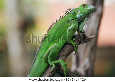 The green iguana also known as the American iguana, is a large, arboreal, mostly herbivorous species of lizard of the genus Iguana.