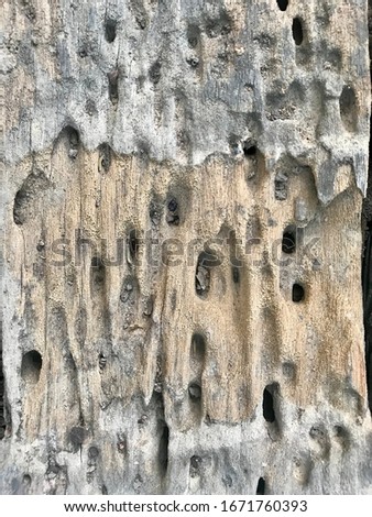Picture of an old wooden plate decaying from being eaten by termites