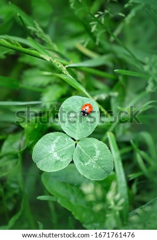 red ladybug on clover leaf, green natural abstract background. Beautiful nature image, spring summer season. shamrock, symbol of St. Patrick's Day. top view. copy space. template for design