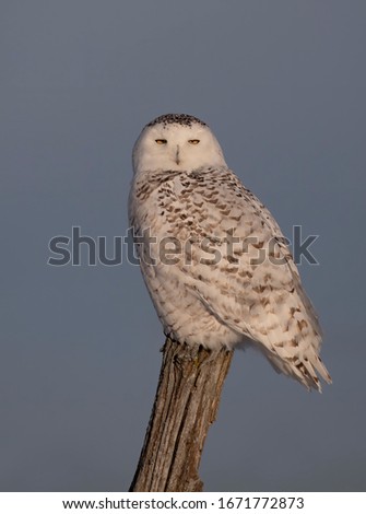 Snowy owl (Bubo scandiacus) isolated on blue background on post hunting in winter in Ottawa, Canada