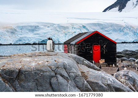 Antarctica, Peninsula: On Wiencke Island in Februar 2020. Wooden building and Penguins at the British  Port Lockroy base. Royalty-Free Stock Photo #1671779380