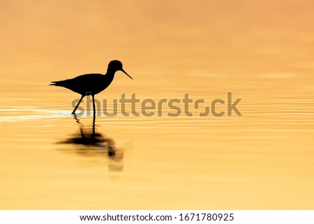 silhouette of a shorebird at sunset
 Royalty-Free Stock Photo #1671780925