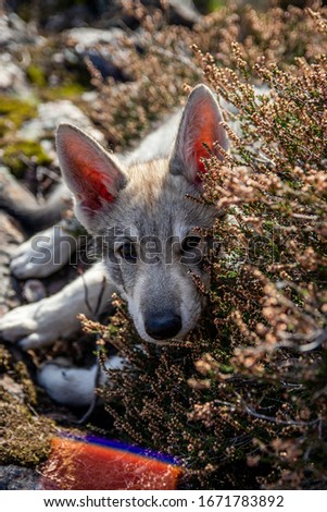 Wolfdog puppy lying in clover