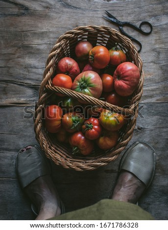 Basket full of fresh picked tomatoes 