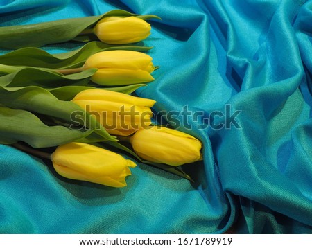 A bouquet of five yellow tulips on a background of turquoise fabric closeup. Bright spring picture with flowers for printing the cover, design and decoration. Beautiful flower for greeting cards