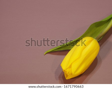One yellow tulip on a lilac background close up. Bright spring picture with a flower for printing the cover, design and decoration. Beautiful flower template for greeting cards.