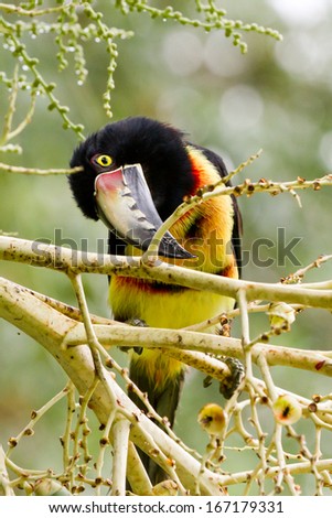 closeup of an Aracari toucan in the rain forest of belize