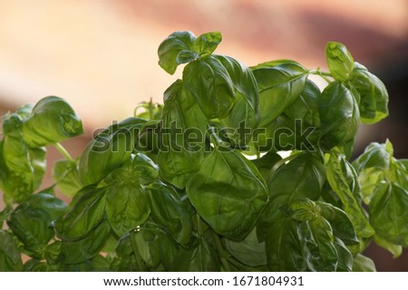 Basil Ocimum basilicum free agent in flower pot                      