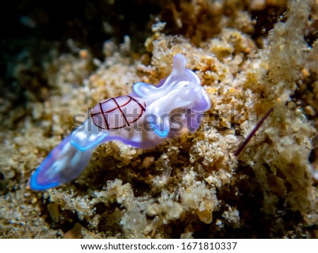 Micromelo undatus,Nudibranch at Khaopilai Beach , Phang-nga , Thailand