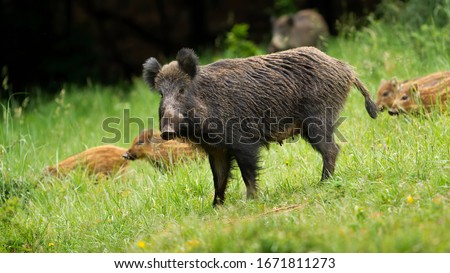 Dangerous female wild boar, sus scrofa, protecting her little young stried piglets in springtime. Animal family grazing on green grass in nature from side view.