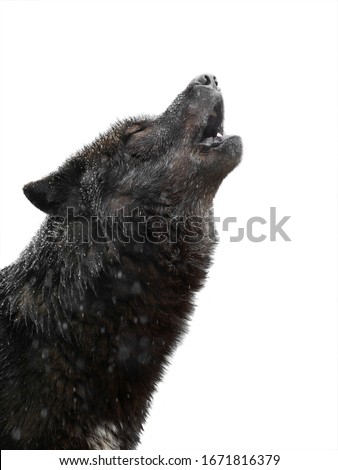 Portrait Howling wolf winter isolated on a white background.