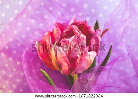 tulip. flower in spring, summer, March 8, a gift for Mother's Day. Congratulations on the holiday. beautiful background
