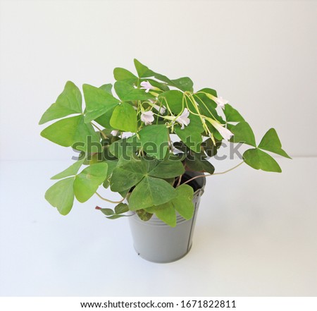 isolated clover green oxalis house plant with pink flowers on white background