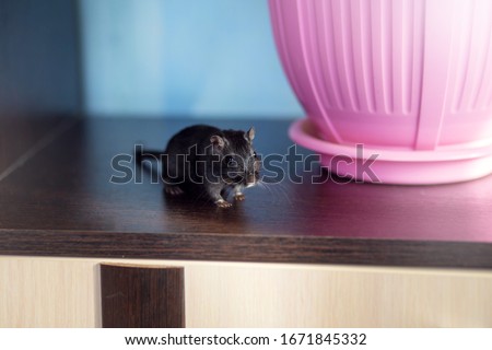 Black Mongolian gerbil runs on a shelf with a flower. Pet from the family of mouse and rodents.