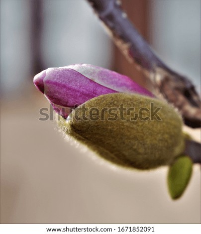 A young bud of Magnolia on a branch