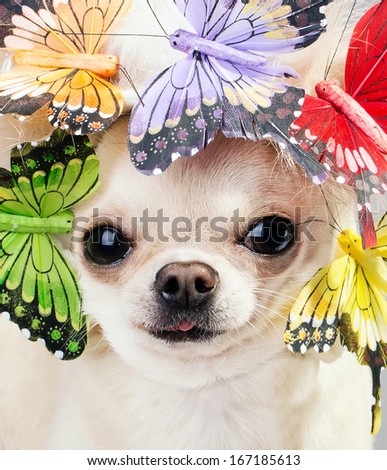 funny chihuahua dog close up picture