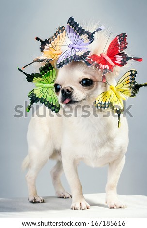 chihuahua dog with butterflies on head funny picture