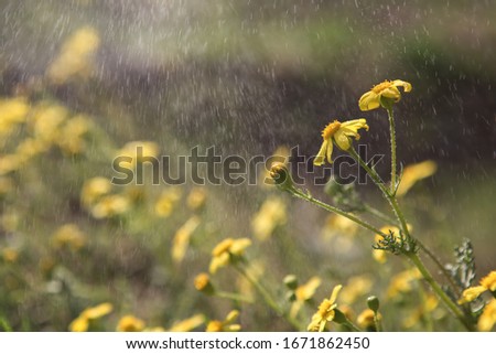 Beautiful yellow flowers on a rainy day.
These titles can be added to the background: hi spring, welcome, hello, good morning, happy Mother’s Day, thank you, for you, mum, mom