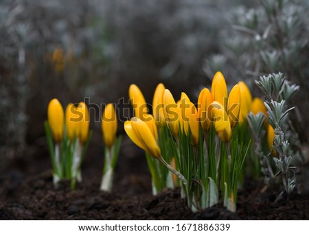 Crocus flowers spring nature colors The name of the genus is derived from the Greek κρόκος (krokos). Royalty-Free Stock Photo #1671886339