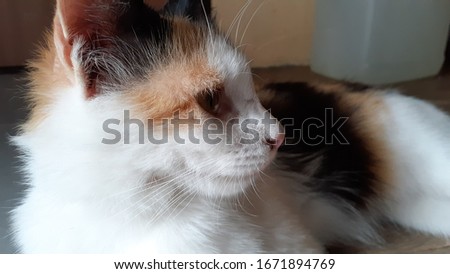 cute cat face. Animal picture