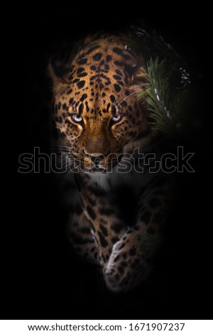 look of the beast. leopard isolated on a black background. Wild beautiful big cat in the night darkness, a mysterious and dangerous beast. Royalty-Free Stock Photo #1671907237