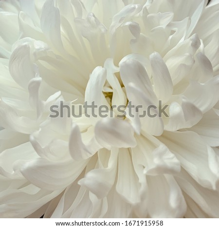 close up macro photo of white chrysanthemum on a black background copy space place text
