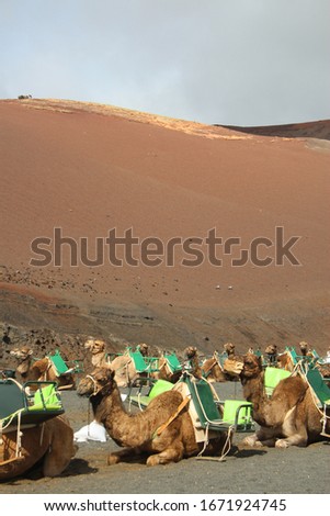 Camels waiting in the desert