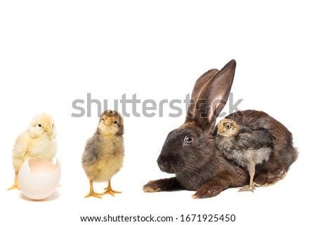 rabbit and chicken with shell on white isolated background