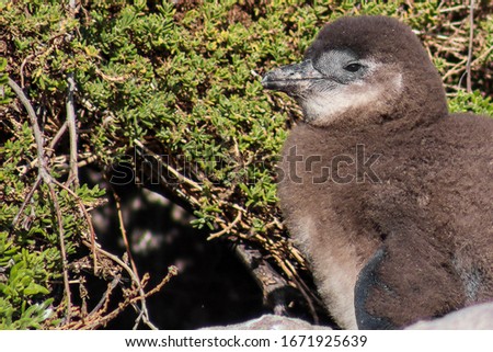 African penguin chick photographed at Stony Point Penguin Colony, Western Cape, South Africa.