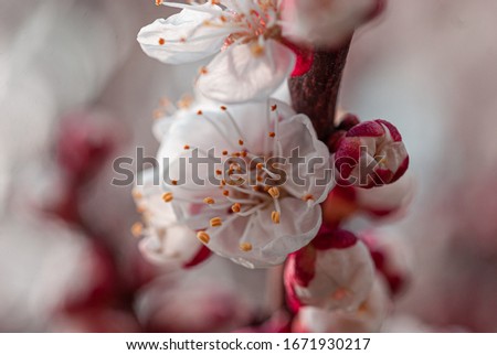 Apricot tree flowers in the spring garden. Spring blossom. Close-up. Flowering branch of apricot tree in the city of Dnipro Ukraine. Blooming apricot flowers close-up.