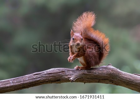 Eurasian red squirrel (Sciurus vulgaris) eating a hazelnut on a branch. Tessenderlo, Belgium. Green bokeh background. Royalty-Free Stock Photo #1671931411