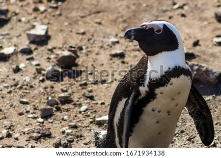 African penguin photographed at Stony Point Penguin Colony, Western Cape, South Africa.