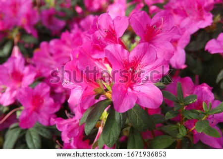 Beautiful spring image with pink flowers of azalea close up
