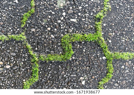 Green weeds grow from the joints of grey concrete paving stones in scenic light.