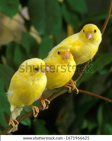 Yellow Canaries, serinus canaria, standing on Branch  Royalty-Free Stock Photo #1671966625