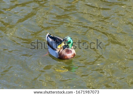 Birds and animals in wildlife concept. Amazing mallard duck swims in lake or river