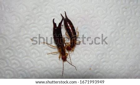 Earwigs | Female on the right, male on the left.
Close up of Earwig on white background.
insect isolated.
Closeup earwigs
Earwigs will use their pincers to defend themselves.
 insects, animals, animal