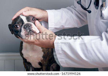 Veterinary doctor examing eyes of dog boston terrier