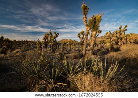 Joshua Trees and seed pods.  This unique tree is located in the Mojave Desert area in California and Utah.  Joshua Trees in Utah are in the most northern part of the Mojave Desert.