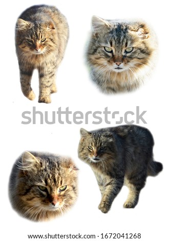 Wild domestic cats set isolated on white, photo elements