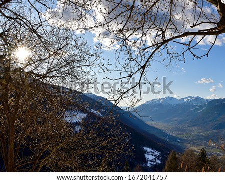 Picture of a goat willow, Salix Caprea, blooming early march over the Alps.